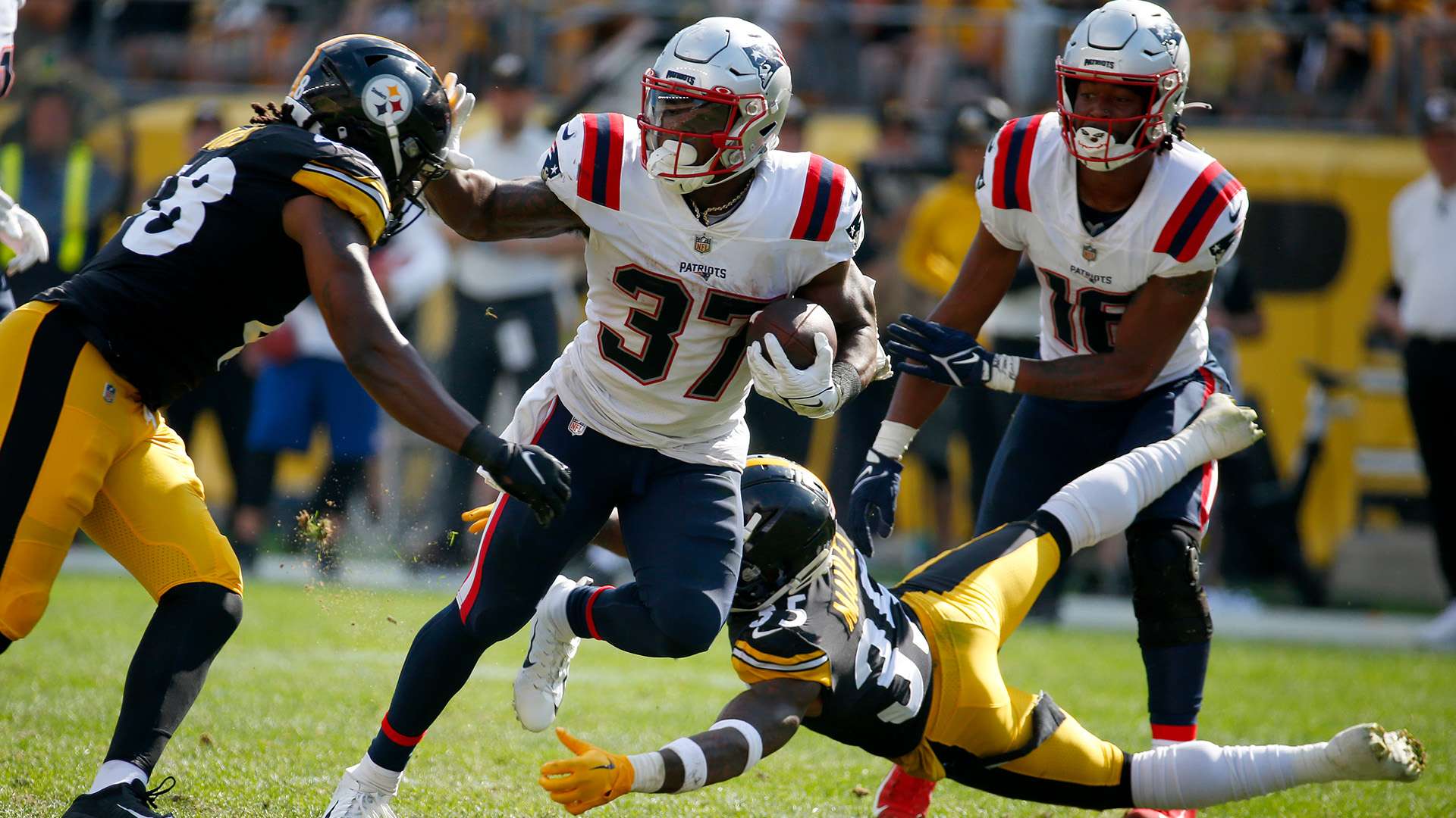 快速成长的 快速成长的